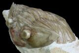 Unusual Asaphus Laevissimus Trilobite - Russia #127828-5